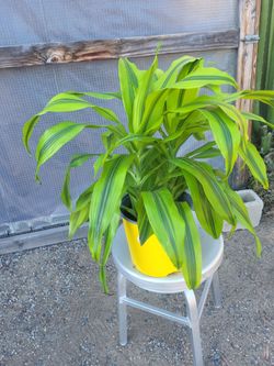 Dracaena Lemon Lime Plant 10" Nursery Pot