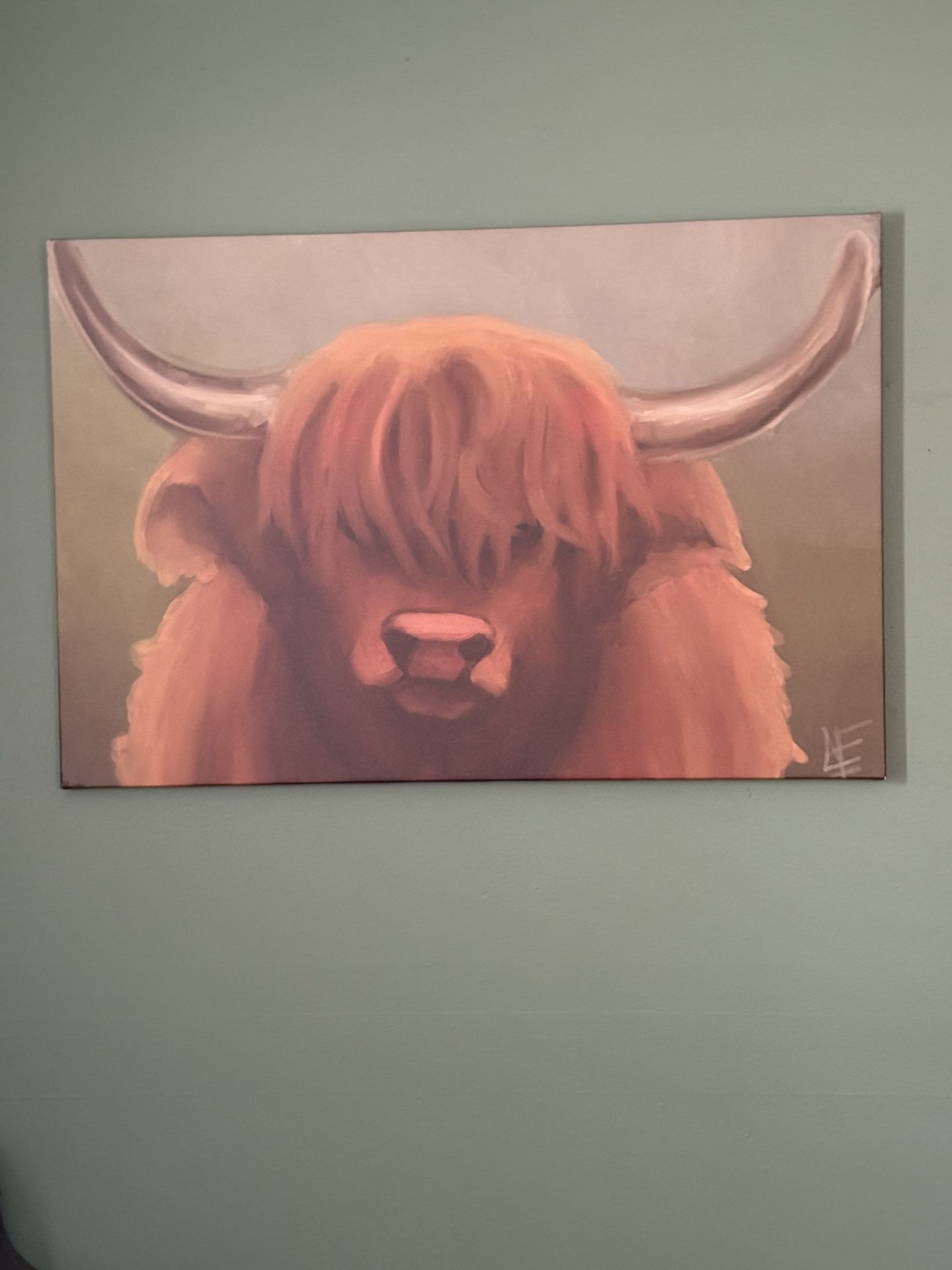 Highlander Cow
