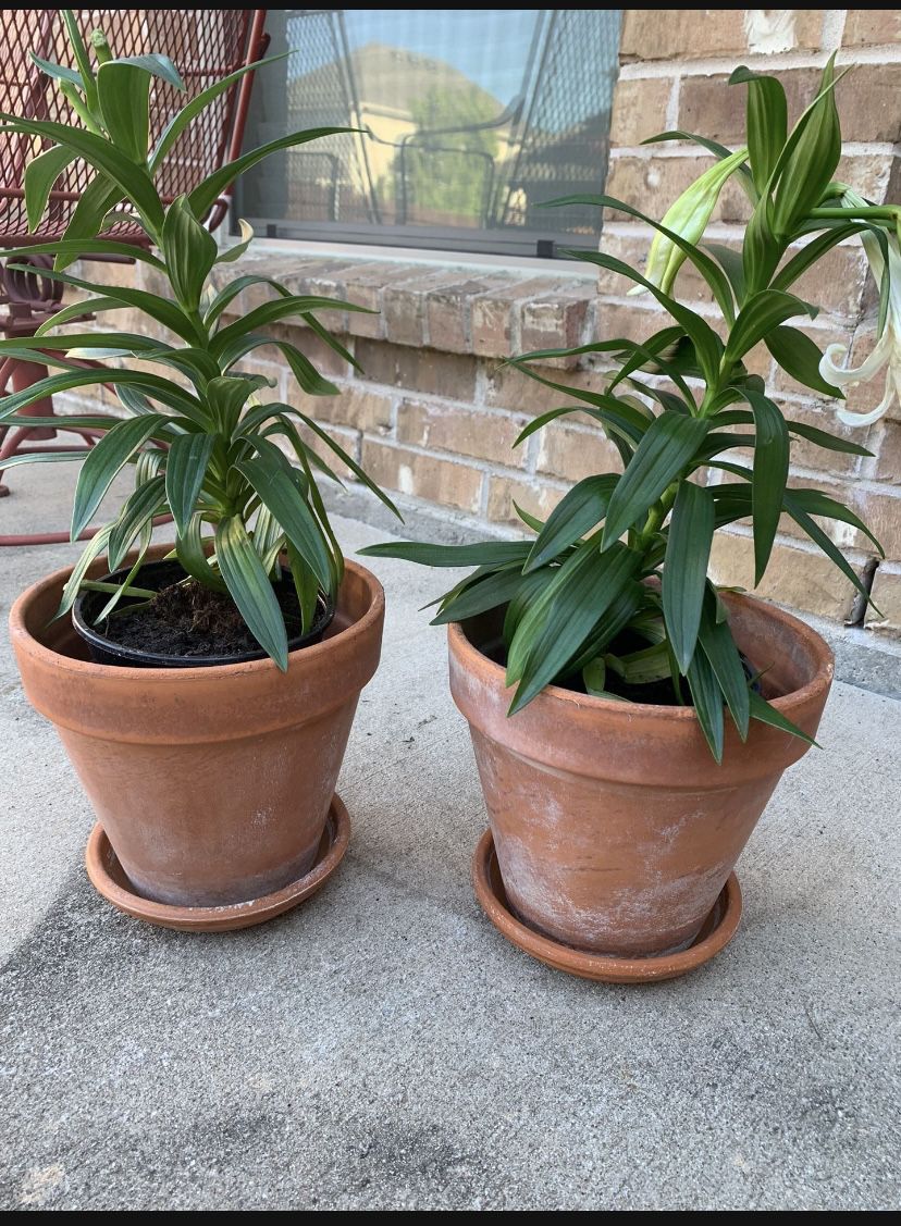 Lily Plants In Clay Pots , Each $15 Or Both For $25 