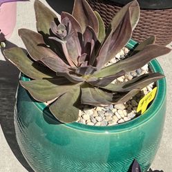 Large Beautiful Succulent Planter