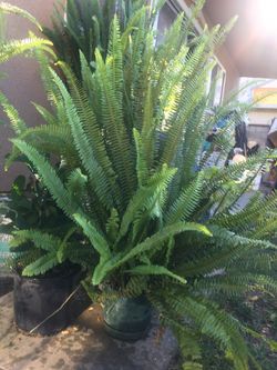 Boston fern plant