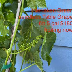 interlaken green seedless table grape plant