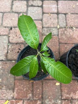 Mango Plant