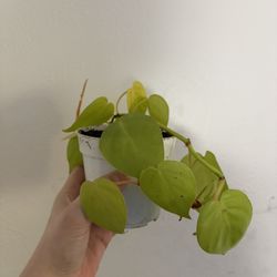 Neon Philodendron Heart leaf 