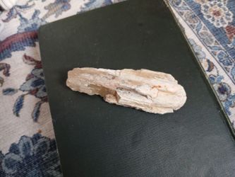 Opalized Petrified Wood