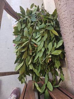 Free Fresh Bay Leaves - As Is - No Delivery