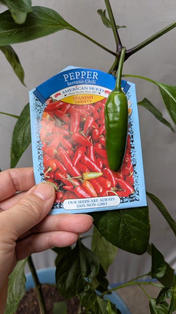 Serrano Chili Pepper Plant