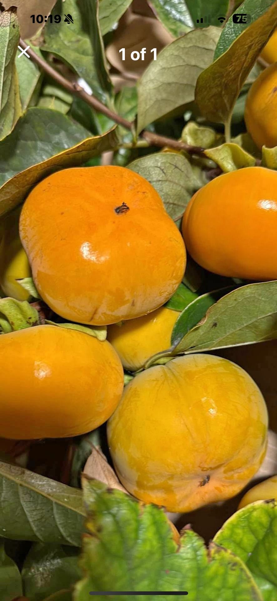 YUMMY sweet fuyu Persimmons