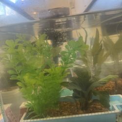 Free Fish Tank 