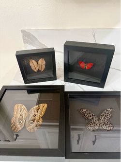 Real Butterfly Taxidermy Collection Set of 4