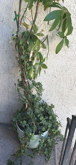 Potted Money Tree Plant with Ivy