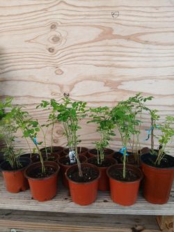 Arbol de Moringa