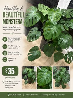 🌿 Beautiful, healthy Monstera looking for a new home! 🌱