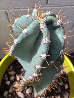 SPIRAL CACTUS ( Cereus Peruvianus Spiralis)