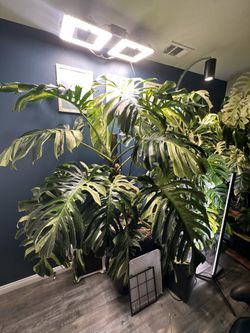 Large Monstera Mint