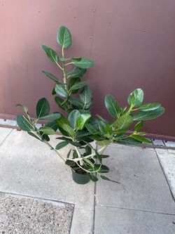 8” xl ficus Audrey