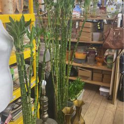 Lucky Bamboo