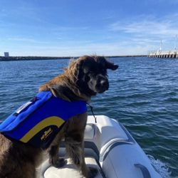 Dog Life jacket