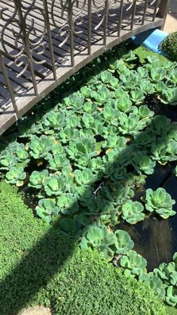 Nice lettuce plants for pond. $2