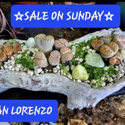 PLANT SALE SUNDAY FROM $3 TO $30 THIS SATURDAY  IN SAN LORENZO