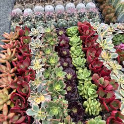 Succulents $2 Each