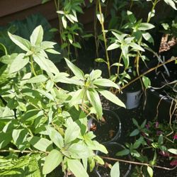 Sunflowers Need A Home!