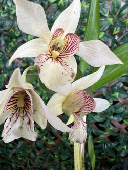 Dendrobium, Oncidium, Cattleya, Miltonia Orchids