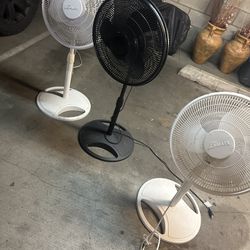 $20 each fan