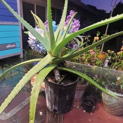 $ 7 áloe plant