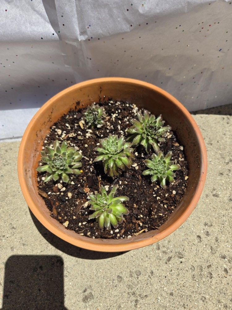 Succulent Arrangement