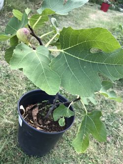 Fig tree 1 gallon pot