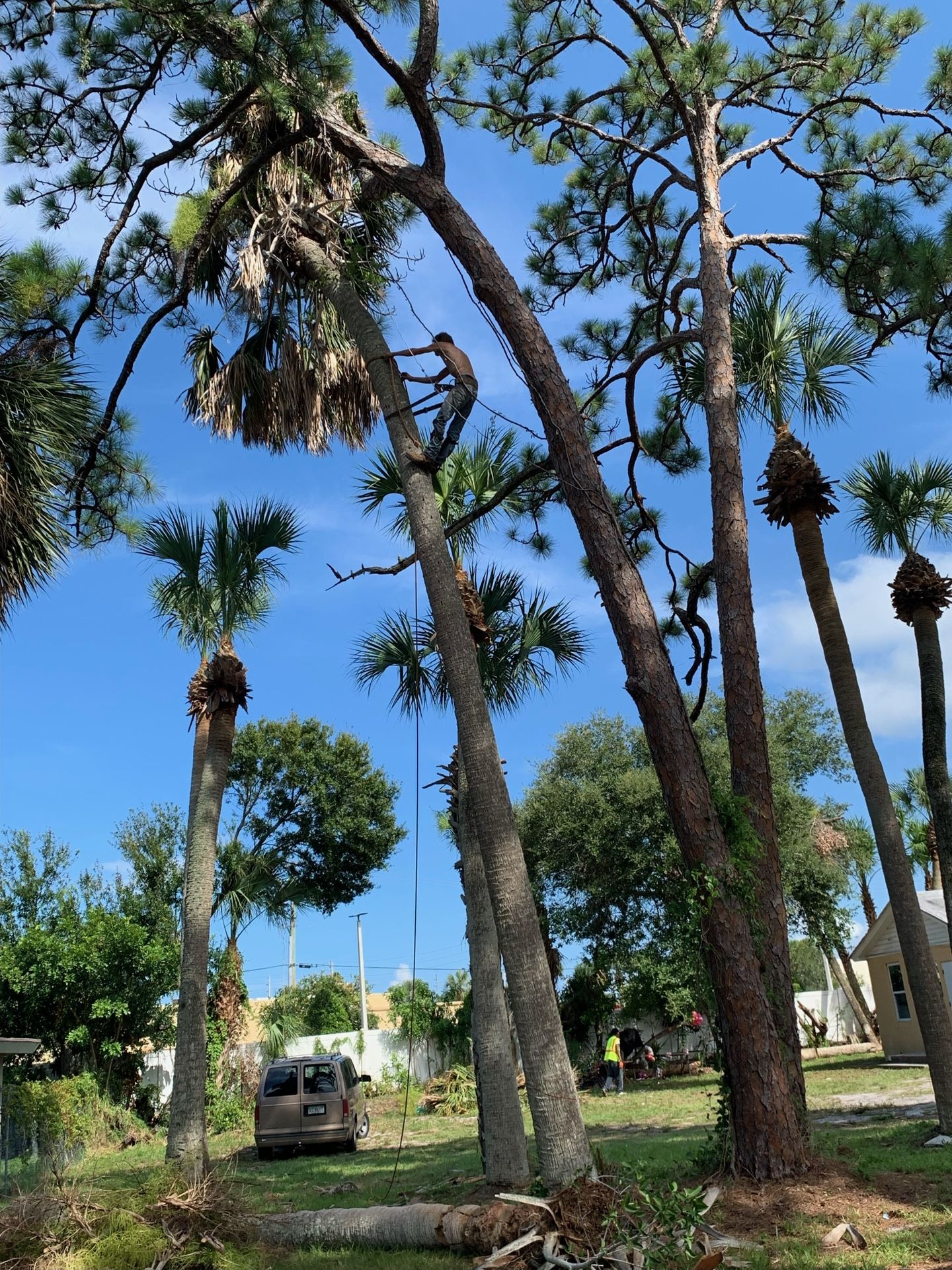 Tree Trimming
