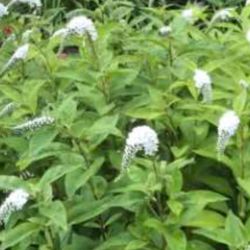 White Loosestrife Butterfly Attractor Plant