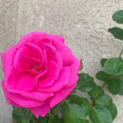Climbing rose plant