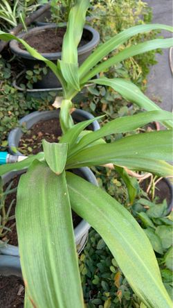 Lilly flowers white flowers in pot