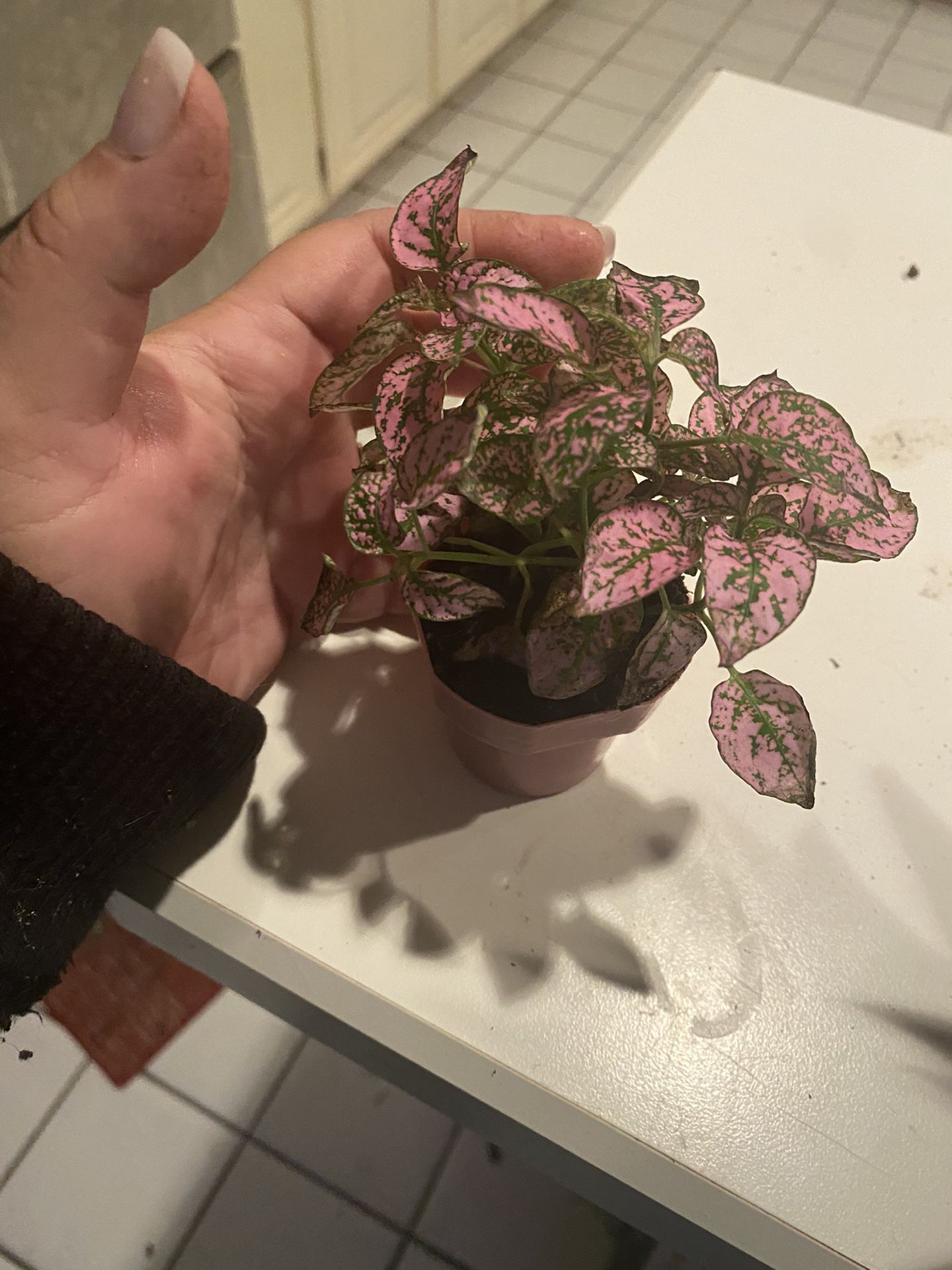 Small Pink Polka Dot Plant