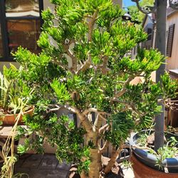 Very Large and Very Heavy Finger Jade Plant 