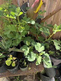 Delicious Purple Fig Tree 