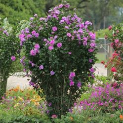 Rose of Sharon 12 Inch plant