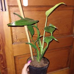 Large Burle Marx Flame 