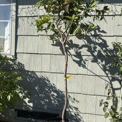 Guava Plant For Sale