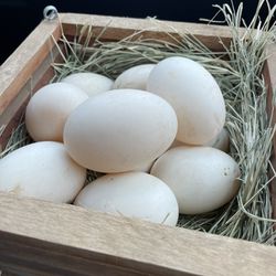 Duck Eggs 