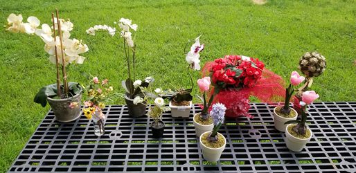 Potted Flower Arrangements, Orchids, Bulb, Topiary Tree, Garland