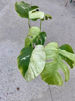 Monstera Deliciosa x Borsigiana Mint