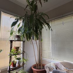 Corn Plant