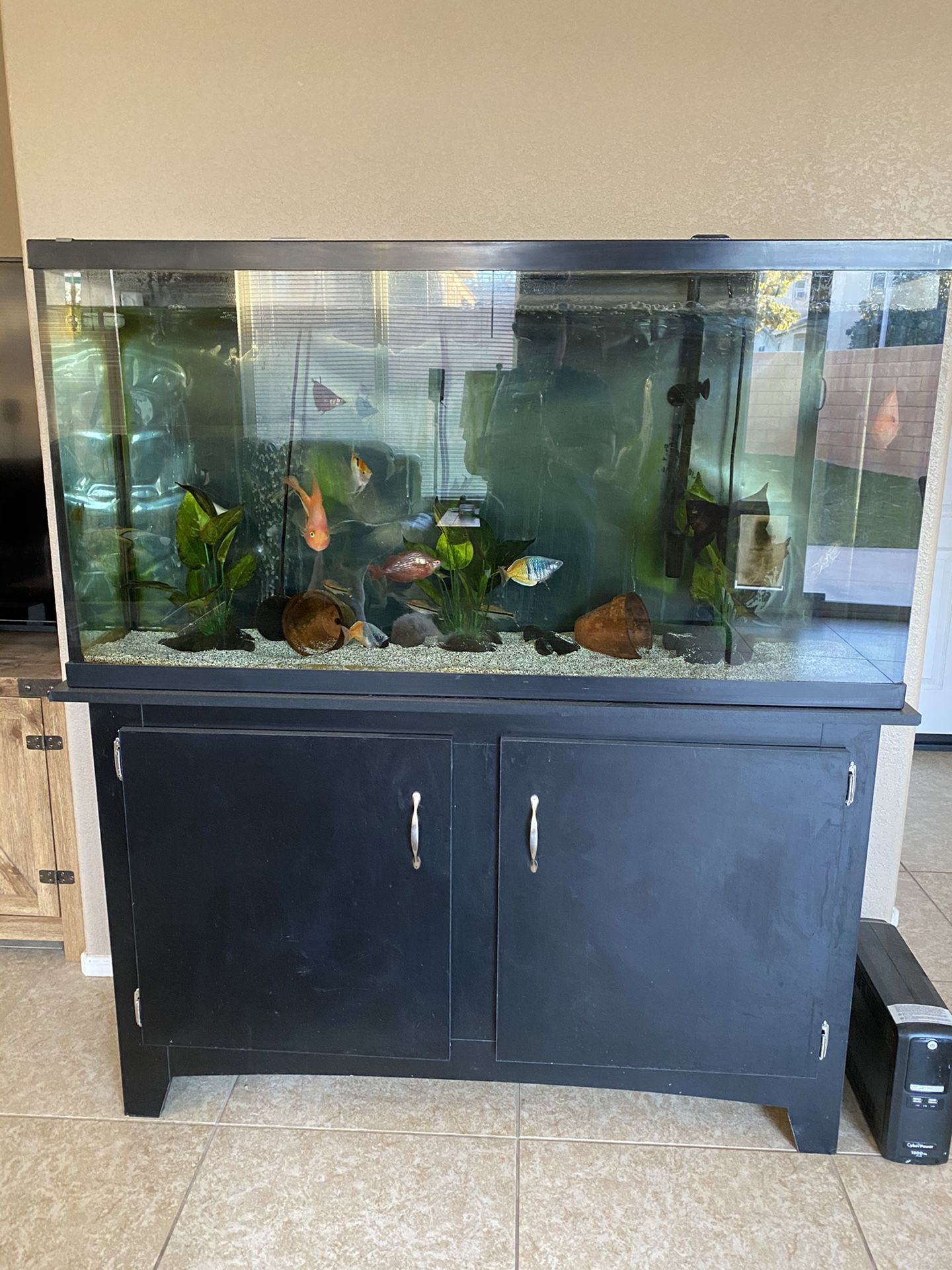 60 Gal Aquarium And Stand