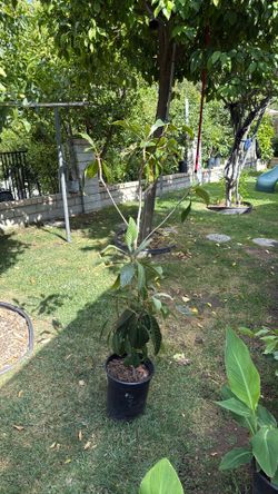 Loquot tree