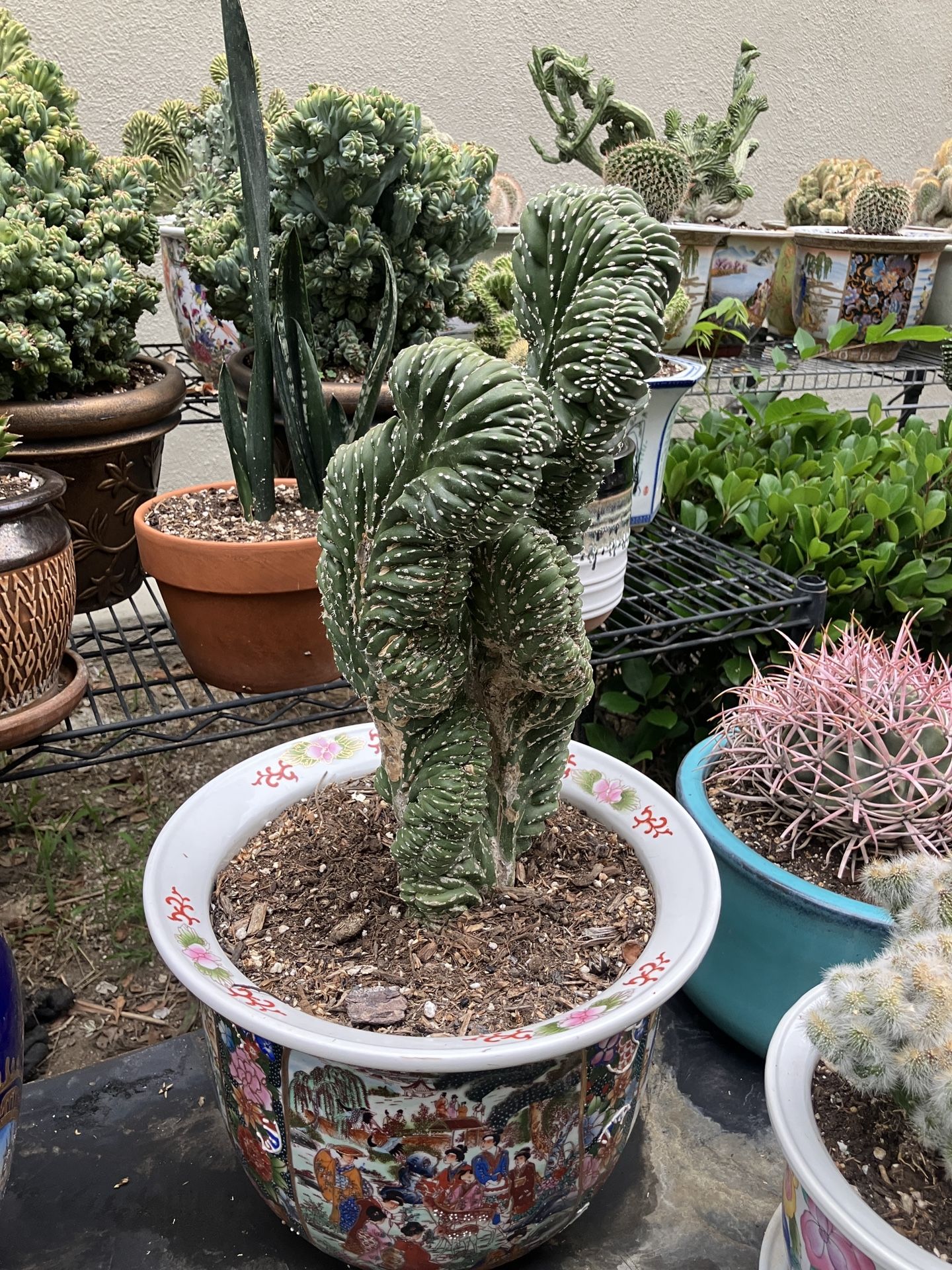 large cactus plants
