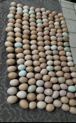 Farm Fresh Eggs