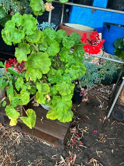Planta de ruda